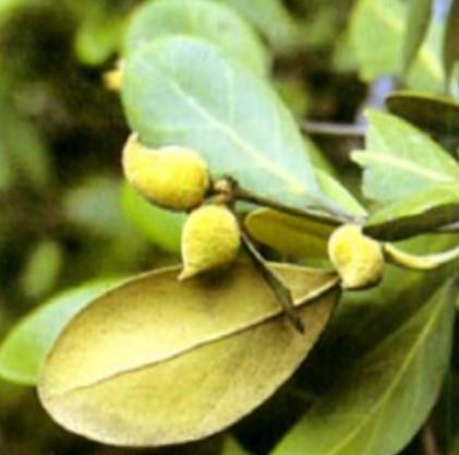 Buah / Propagul - Api-api Jambu