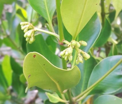 Bunga / Putik - Api-api Jambu