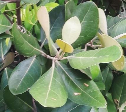 Daun - Api-api Jambu