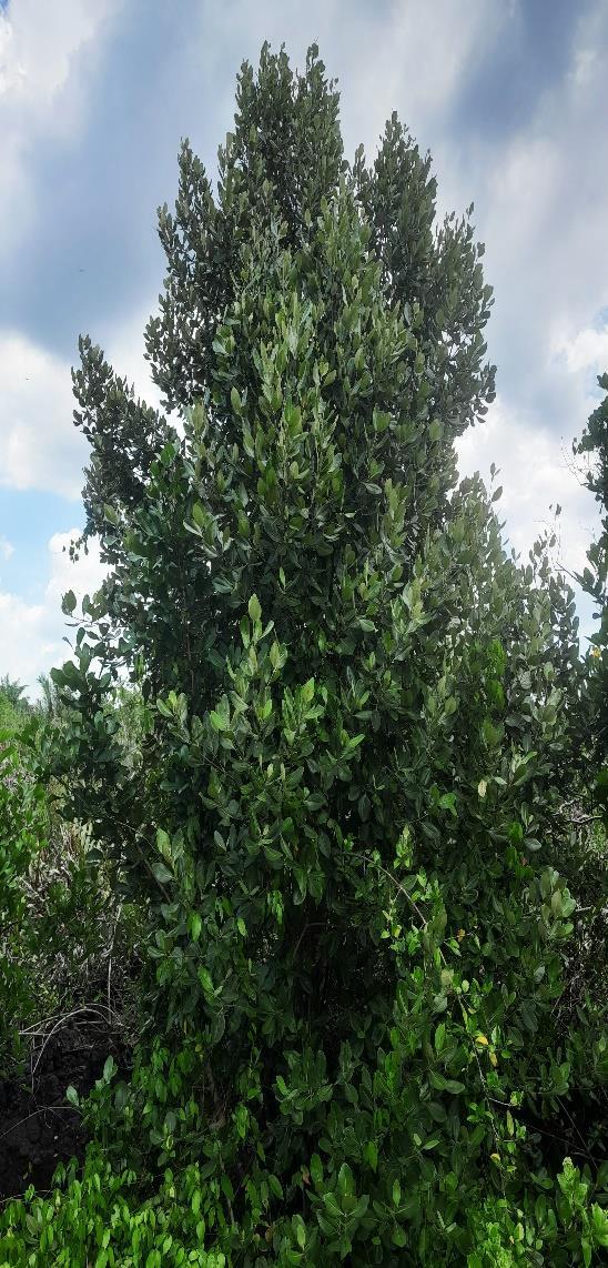 Api-api Jambu