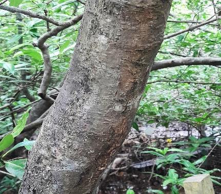 Batang / Kulit - Api-api Putih