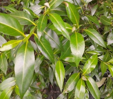 Daun - Api-api Putih