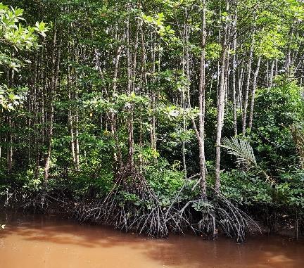 Batang / Kulit - Bakau Minyak / Putih