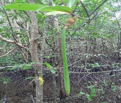 Buah / Propagul - Bakau Minyak / Putih