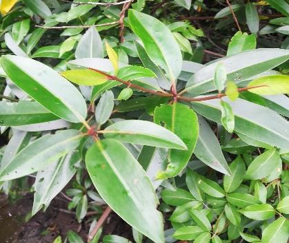 Daun - Bakau Minyak / Putih