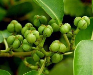 Buah / Propagul - Bebetak / Buta-buta