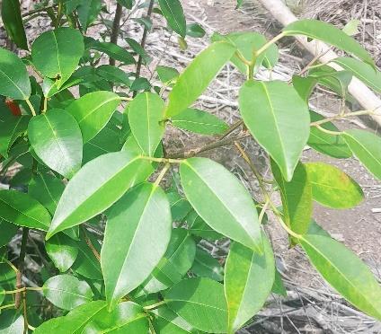 Daun - Bebetak / Buta-buta