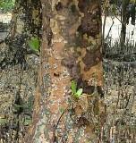 Batang / Kulit - Berembang