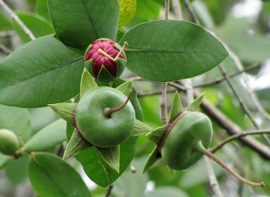 Buah / Propagul - Berembang