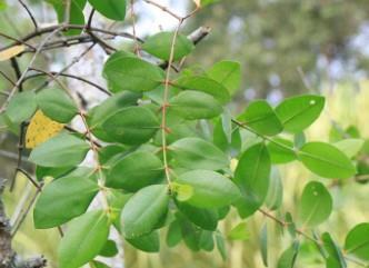 Daun - Berembang
