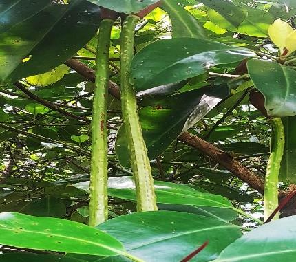 Buah / Propagul - Blukap / Bakau Kurap