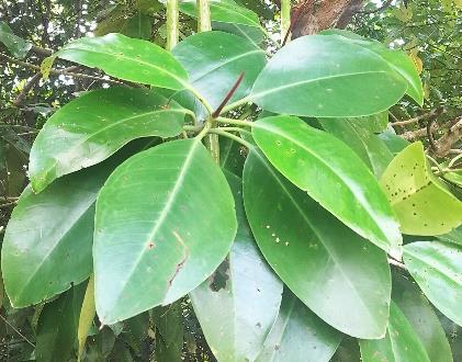 Daun - Blukap / Bakau Kurap