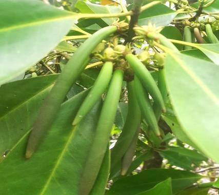 Buah / Propagul - Boseng