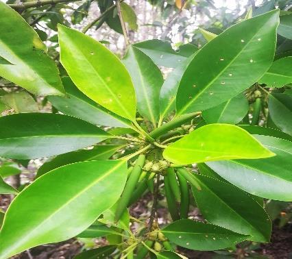 Daun - Boseng