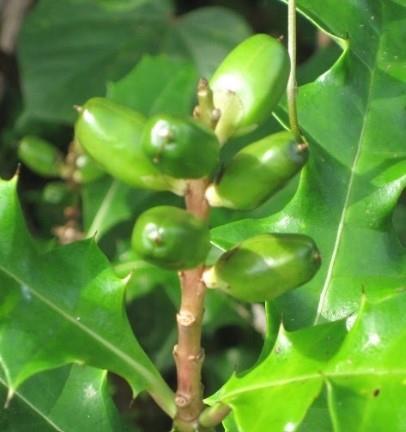 Buah / Propagul - Jeruju