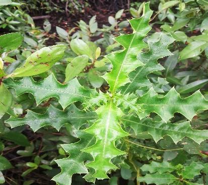 Daun - Jeruju