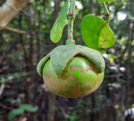 Buah / Propagul - Kedabu