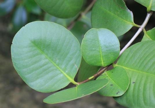 Daun - Kedabu