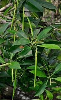 Buah / Propagul - Lenggadai