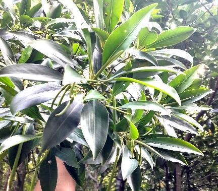 Daun - Lenggadai