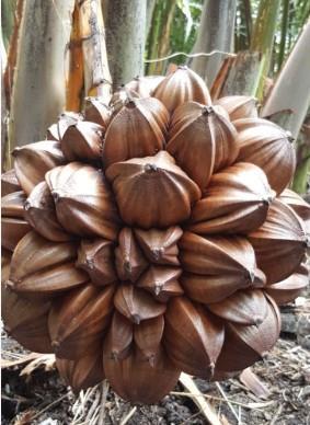 Buah / Propagul - Nipah