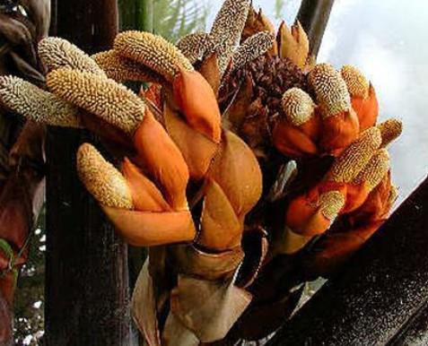 Bunga / Putik - Nipah