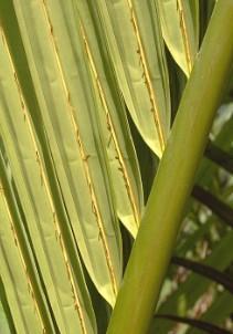 Daun - Nipah