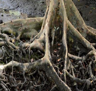 Sistem Perakaran - Nyireh Bunga / Granatum