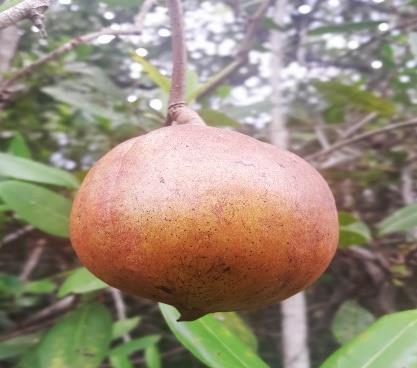 Buah / Propagul - Nyireh Bunga / Granatum