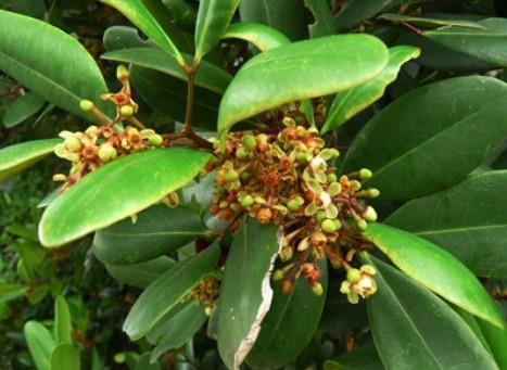 Bunga / Putik - Nyireh Bunga / Granatum