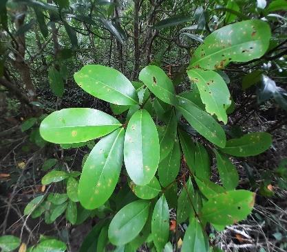 Daun - Nyireh Bunga / Granatum