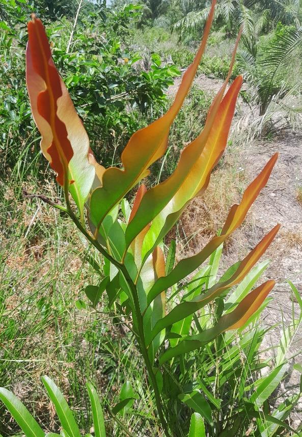 Daun - Piai Raya