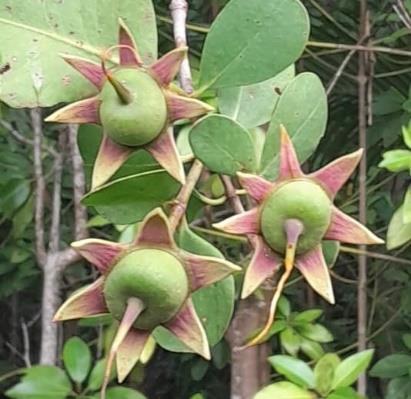 Buah / Propagul - Prepat