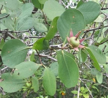 Daun - Prepat