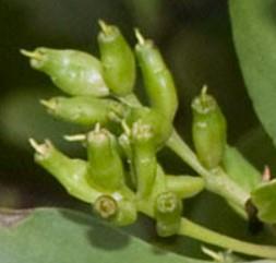 Buah / Propagul - Sesop Putih