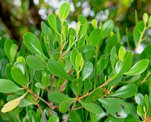 Daun - Sesop Putih