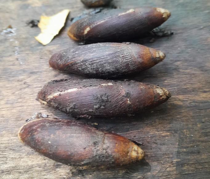 Siput Babi / Belongkeng