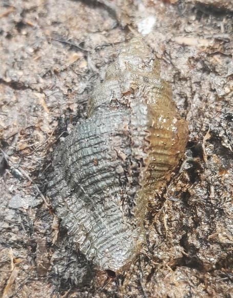 Siput Bintang