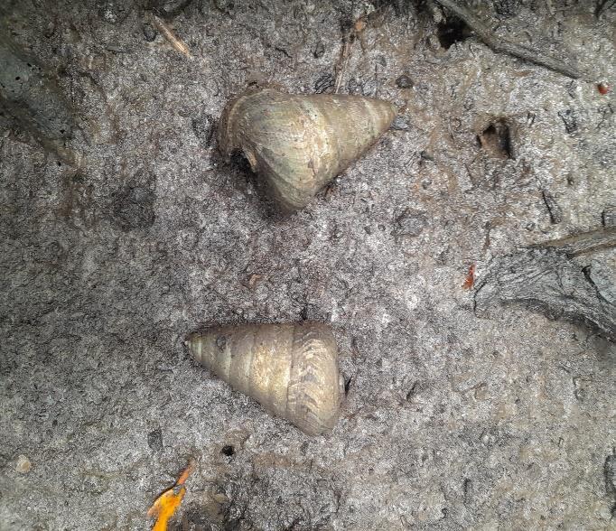 Siput Bongan