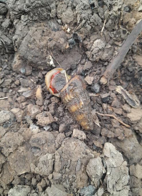 Siput Mata Merah