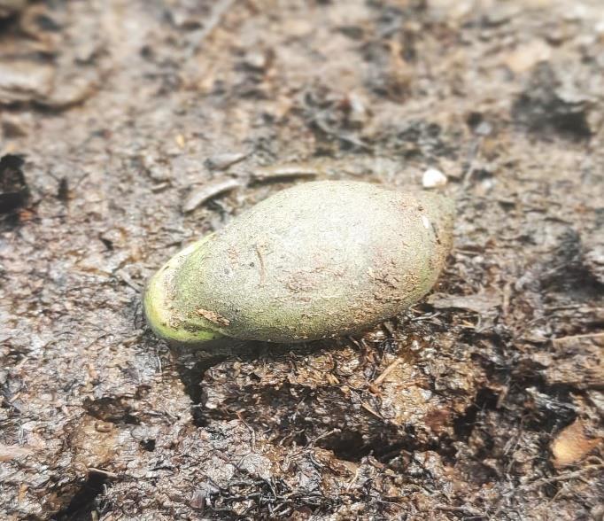Siput Pinang