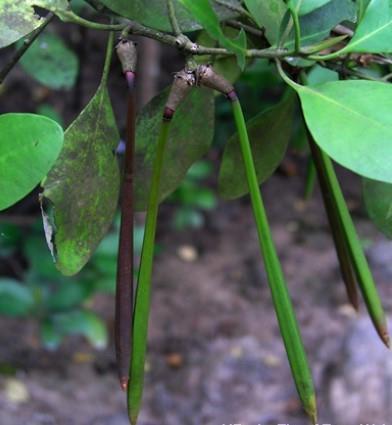 Buah / Propagul - Tengar