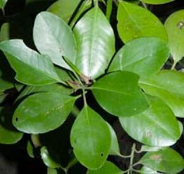 Daun - Tengar