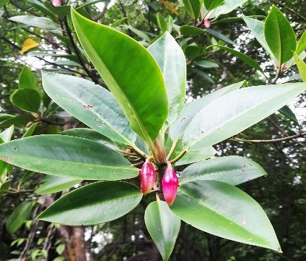 Daun - Tumu Merah