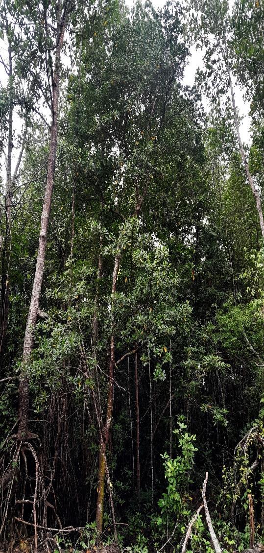 Tumu Merah