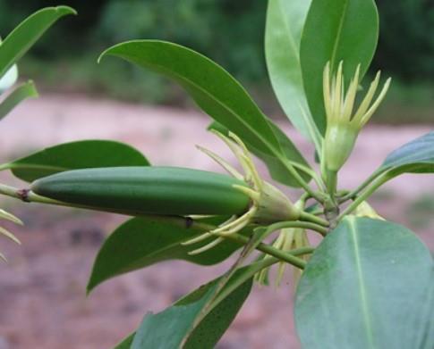 Buah / Propagul - Tumu Putih