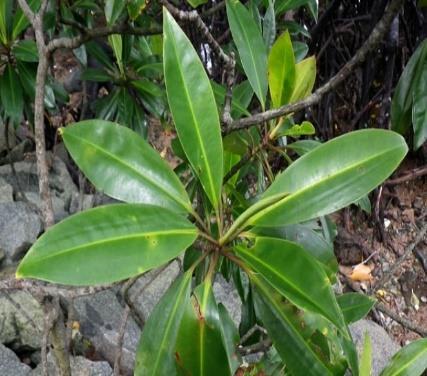 Daun - Tumu Putih